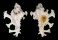 MURICIDAE HOMALOCANTHA ZAMBOI shell