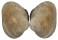 VENERIDAE SAXIDOMUS PURPURATA shell
