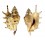 STROMBIDAE LAMBIS LAMBIS shell