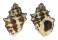MURICIDAE THAIS  BITUBERCULARIS shell