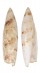 SERAPHSIDAE TEREBELLUM TEREBELLUM shell