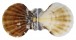 PECTINIDAE BRATECHLAMYS VEXILLUM shell