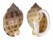 CASSIDAE PHALIUM BISULCATA BOOLEYI shell