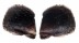 ISOGNOMONIDAE ISOGNOMON EPHIPPIUM shell