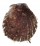 SPONDYLIDAE SPONDYLUS OCELLATUS shell