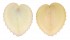 CARDIIDAE CORCULUM CARDISSA shell