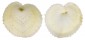 CARDIIDAE CORCULUM CARDISSA AEQUALE shell