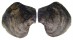 ISOGNOMONIDAE ISOGNOMON EPHIPPIUM shell