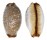 CYPRAEIDAE STAPHYLEA LIMACINA shell