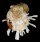 SPONDYLIDAE SPONDYLUS VARIEGATUS shell