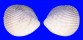 CARDIIDAE VASTICARDIUM PHILIPPINENSE shell