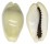 CYPRAEIDAE MONETARIA MONETA shell