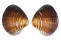 VENERIDAE LIOCONCHA LORENZIANA shell