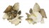 XENOPHORIDAE XENOPHORA PALLIDULA shell