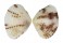 VENERIDAE TIMOCLEA RECOGNITA shell