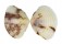 VENERIDAE TIMOCLEA RECOGNITA shell