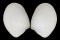 NUCULIDAE NUCULINA CRYSTALLINA shell