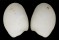NUCULIDAE NUCULINA CRYSTALLINA shell