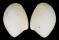 NUCULIDAE NUCULINA CRYSTALLINA shell