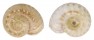 SOLARIELLIDAE MICROGAZA GOTOI shell
