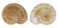 SOLARIELLIDAE MICROGAZA GOTOI shell