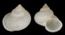 LANDSNAIL LEPTOPOMA VITREUM shell