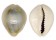 CYPRAEIDAE MONETARIA ANNULUS shell