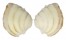 VENERIDAE PLACAMEN LAMELLATUM shell