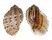 HARPIDAE HARPA ARTICULARIS shell