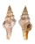 FASCIOLARIIDAE LATIRUS RECURVIROSTRATUM shell