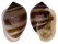 ELLOBIIDAE CASSIDULA NUCLEUS shell