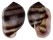 ELLOBIIDAE CASSIDULA NUCLEUS shell