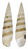 CERITHIIDAE RHINOCLAVIS FASCIATA shell