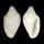 MARGINELLIDAE DENTIMARGO GUIONNETI shell