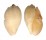 VOLUTIDAE MELO BRODERIPII shell