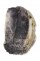 GRYPHAEIDAE HYOTISSA SINENSIS shell