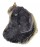 GRYPHAEIDAE HYOTISSA SINENSIS shell