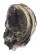 GRYPHAEIDAE HYOTISSA SINENSIS shell