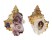 BURSIDAE TUTUFA OYAMAI shell