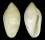 MARGINELLIDAE VOLVARINA SERREI shell
