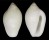 MARGINELLIDAE MESOGINELLA PYGMAEOIDES shell