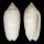 OLIVIDAE OLIVA RETICULARIS OLORINELLA shell