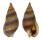 NASSARIIDAE NASSARIUS CORNICULUS shell