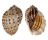 HARPIDAE HARPA ARTICULARIS shell