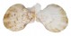 PECTINIDAE SCAEOCHLAMYS SQUAMATA shell