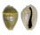 CYPRAEIDAE MONETARIA ANNULUS shell