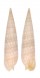 TEREBRIDAE TEREBRA CERITHINA shell