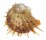 SPONDYLIDAE SPONDYLUS ECHINATUS ZONALIS shell