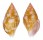 COLUMBELLIDAE PYRENE FLAVA shell