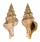 FASCIOLARIIDAE LATIRUS RECURVIROSTRATUM shell